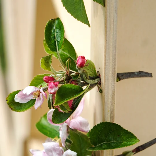 appelbloesem-door-gaatjes-in-sierlijst-speelboom Takje met appelbloesem, gestoken door een gaatje in de lijst van de speelboom, een kinderkastje