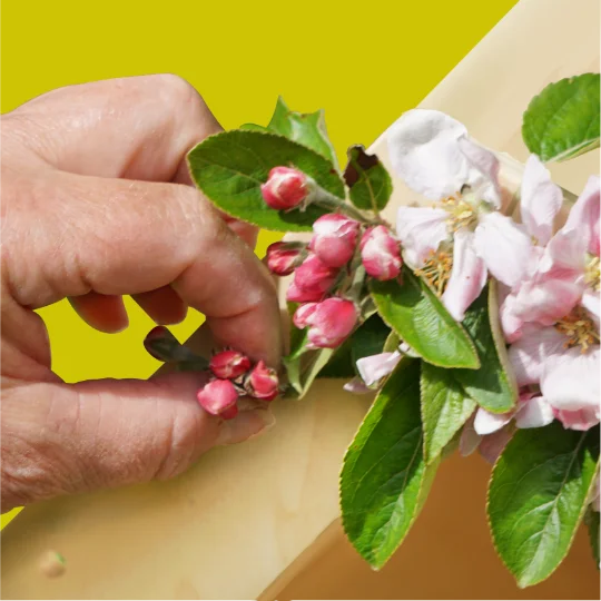 Appelbloesems zijn Lente Bloemen. Hier wordt een takje in lijst van speelboom gestoken.