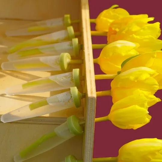 tulpen-in-bloembuisjes gele tulpen in bloembuisjes, onzichtbaar achter de sierlijst van een kinderkastje