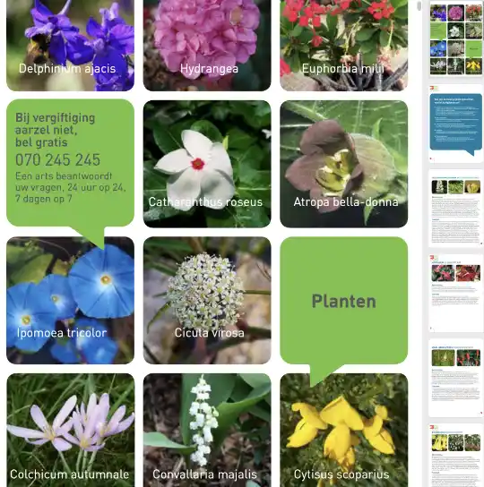 Fragment van de brochure over gitige planten van het Belgische Antigifcentrum.be. 